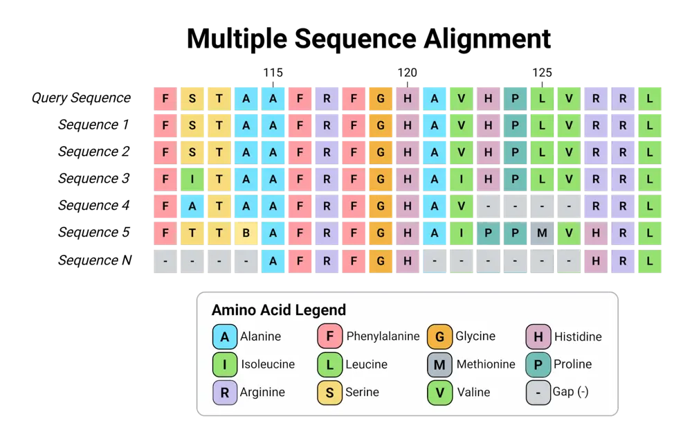 Diagram of a multiple sequence alignment showing a query sequence lined up with several related sequences, with amino acids color coded and gaps marked